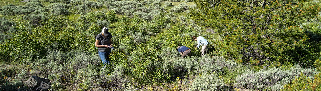 Two men perform a survey on a large grassland.