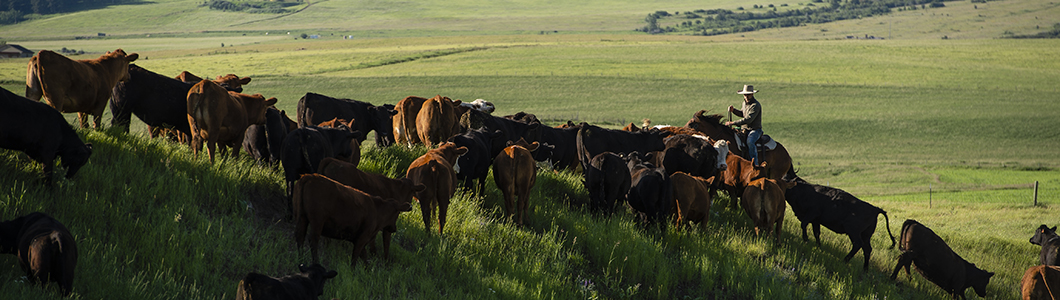 A man herds a group of cows across the hills.