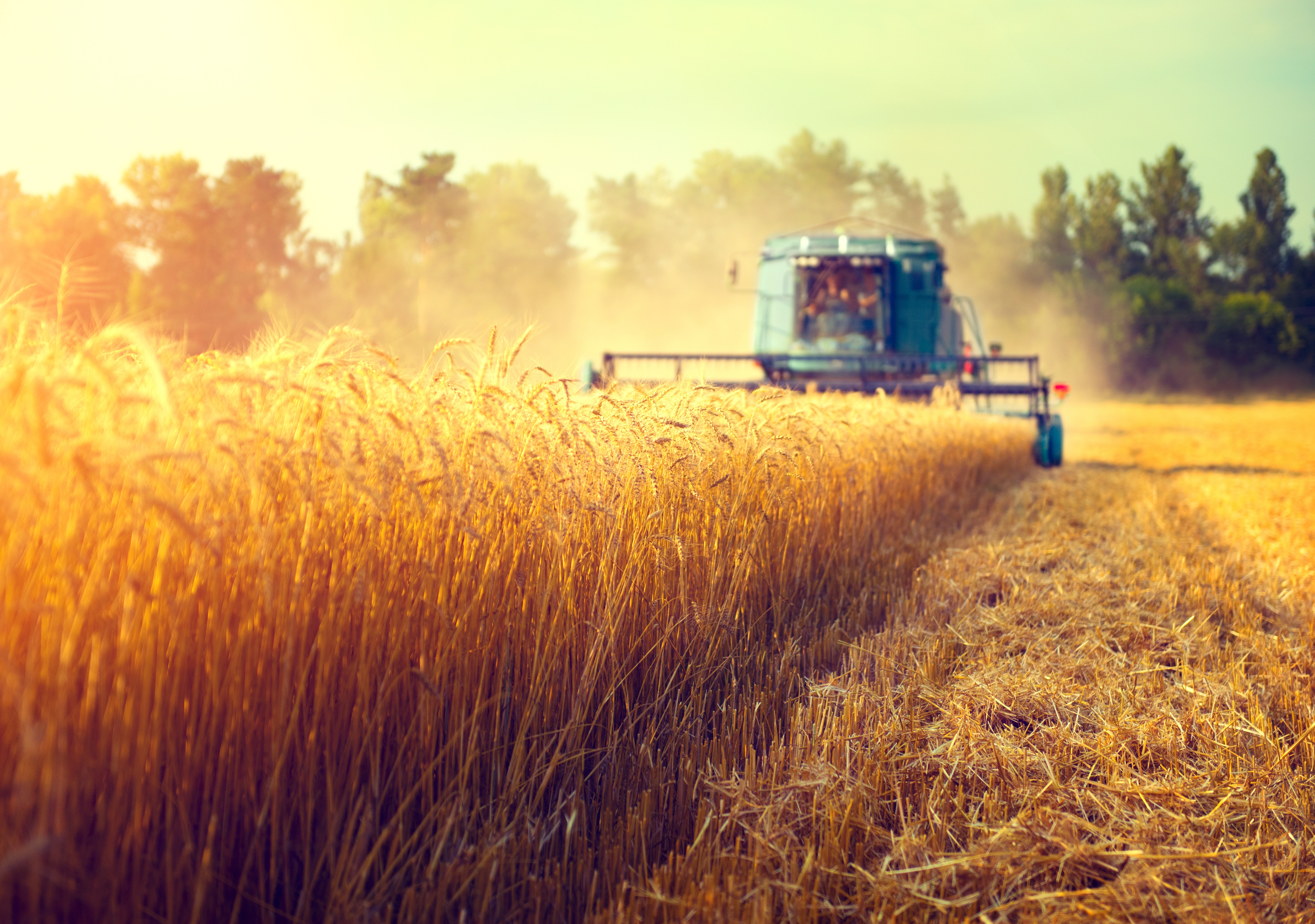 Wheat Field