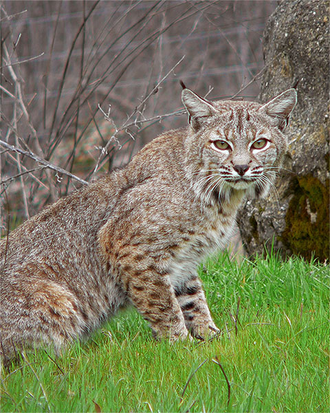 bobcat