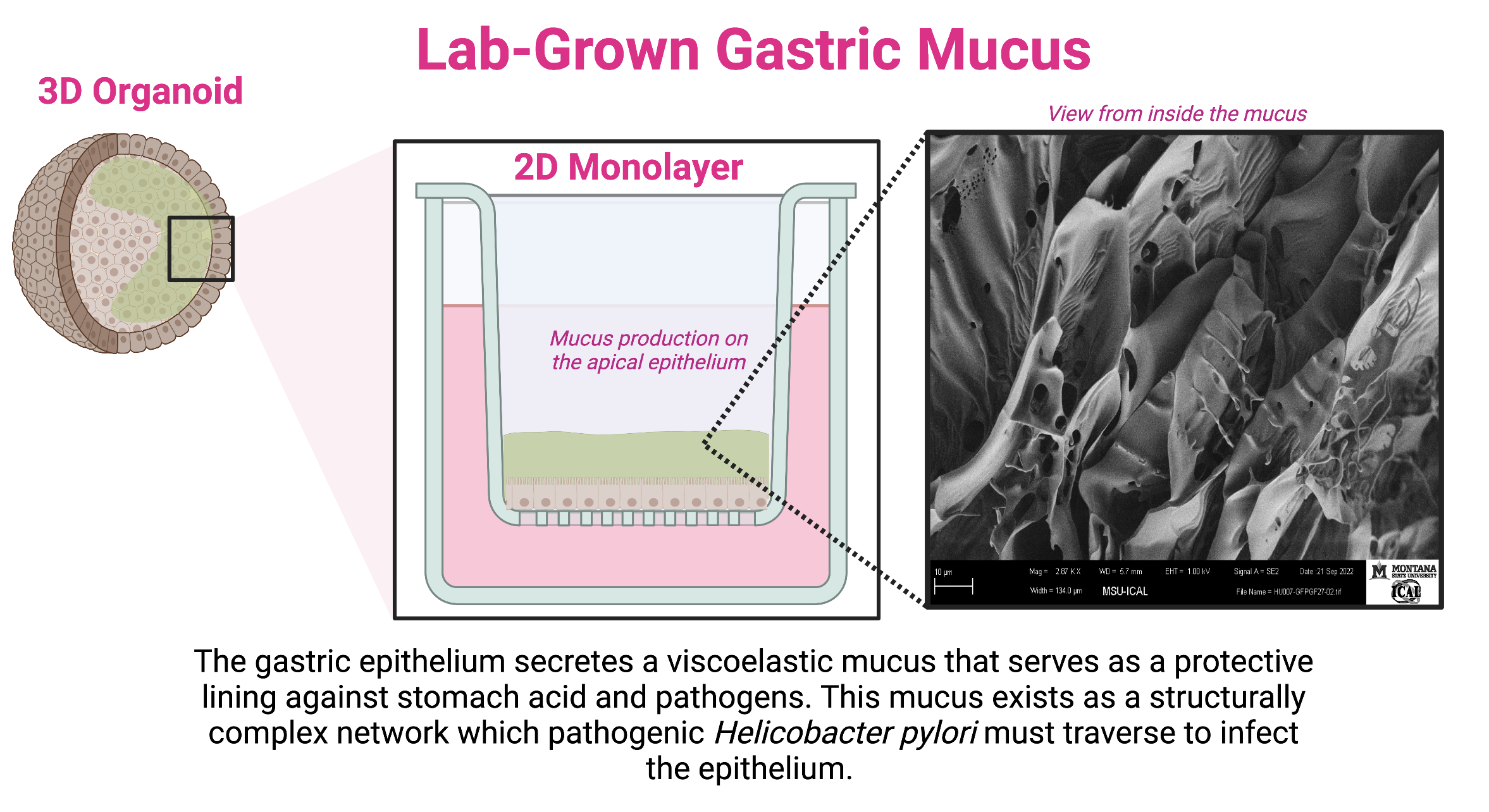 mucus research