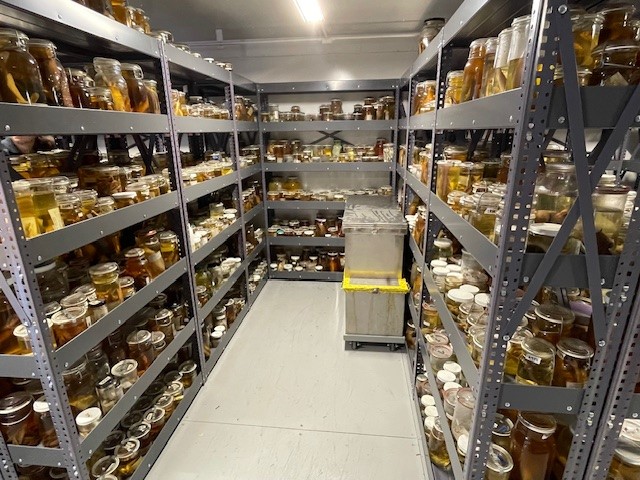 Fish Pod specimens