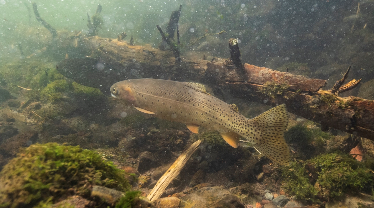 Yellowstone Cutthroat Trout