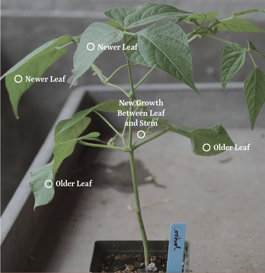 Herbicides affect plants in different ways. Distinguishing whether injury occurs on older leaves or newer leaves is often necessary. On grasses new growth occurs where the smallest, youngest leaves come out of the leaf sheath. In broadleaf plants (dicots) new growth occurs at the end of the stem (apical bud), or sometime originates in between a leaf and the stem (axial bud).