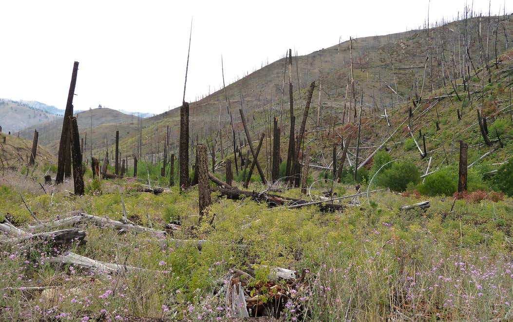 Image showing the Bitterroot fire areas converted to gangly brush-fields and grasslands. 