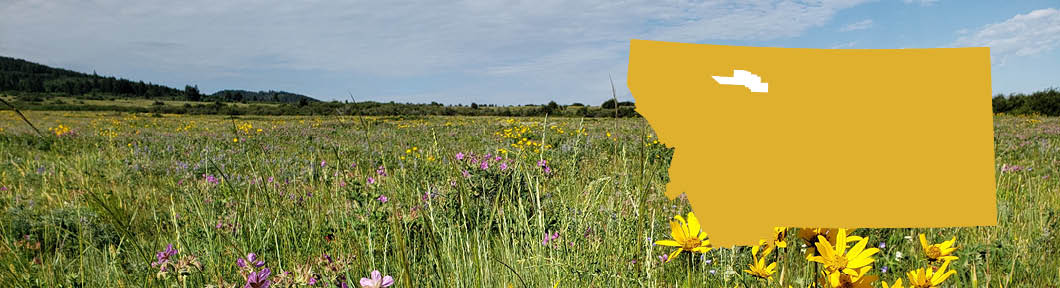 mountain field scene with colorful wildflowers