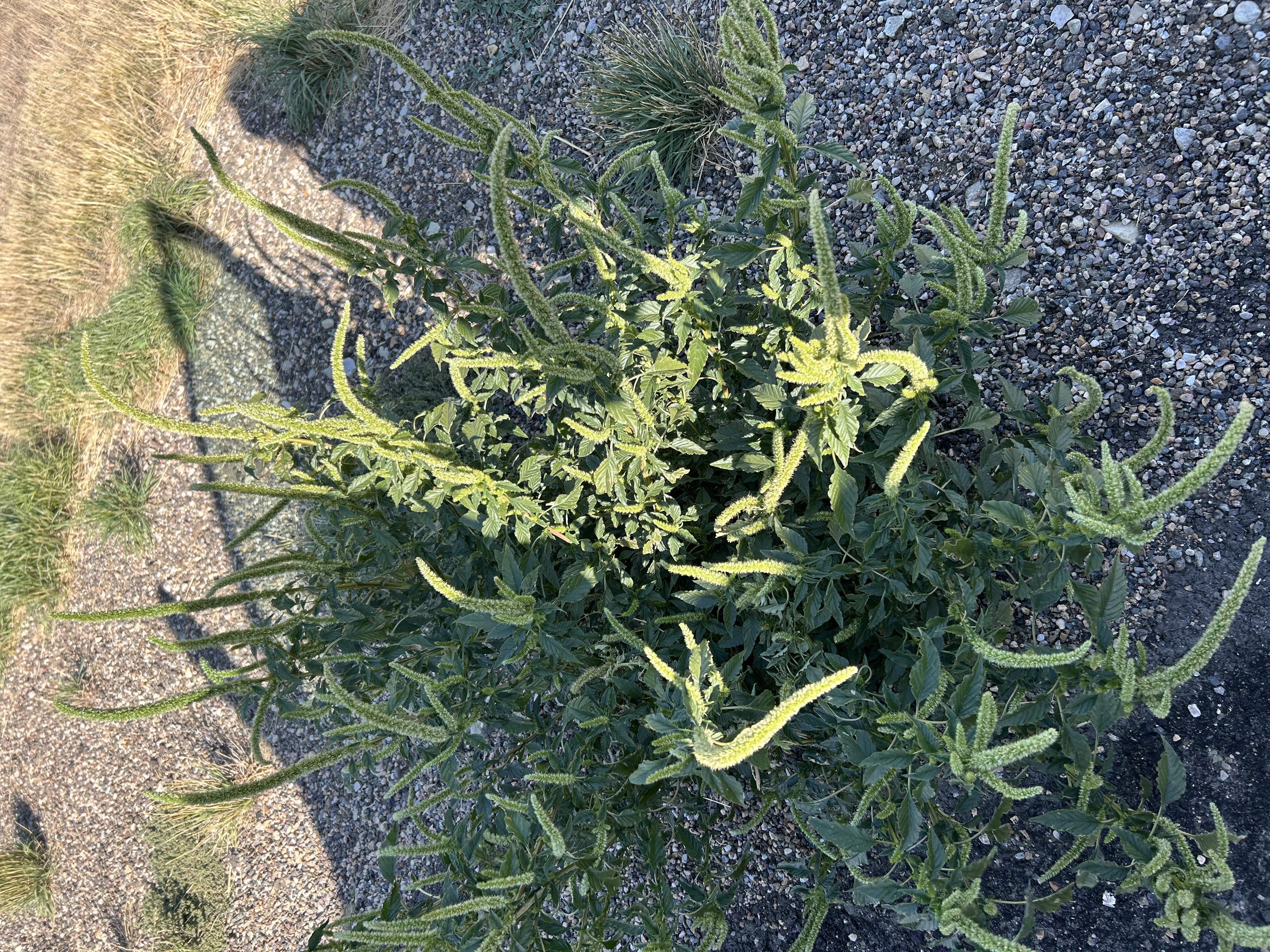 Palmer Amaranth plant found in Carter County