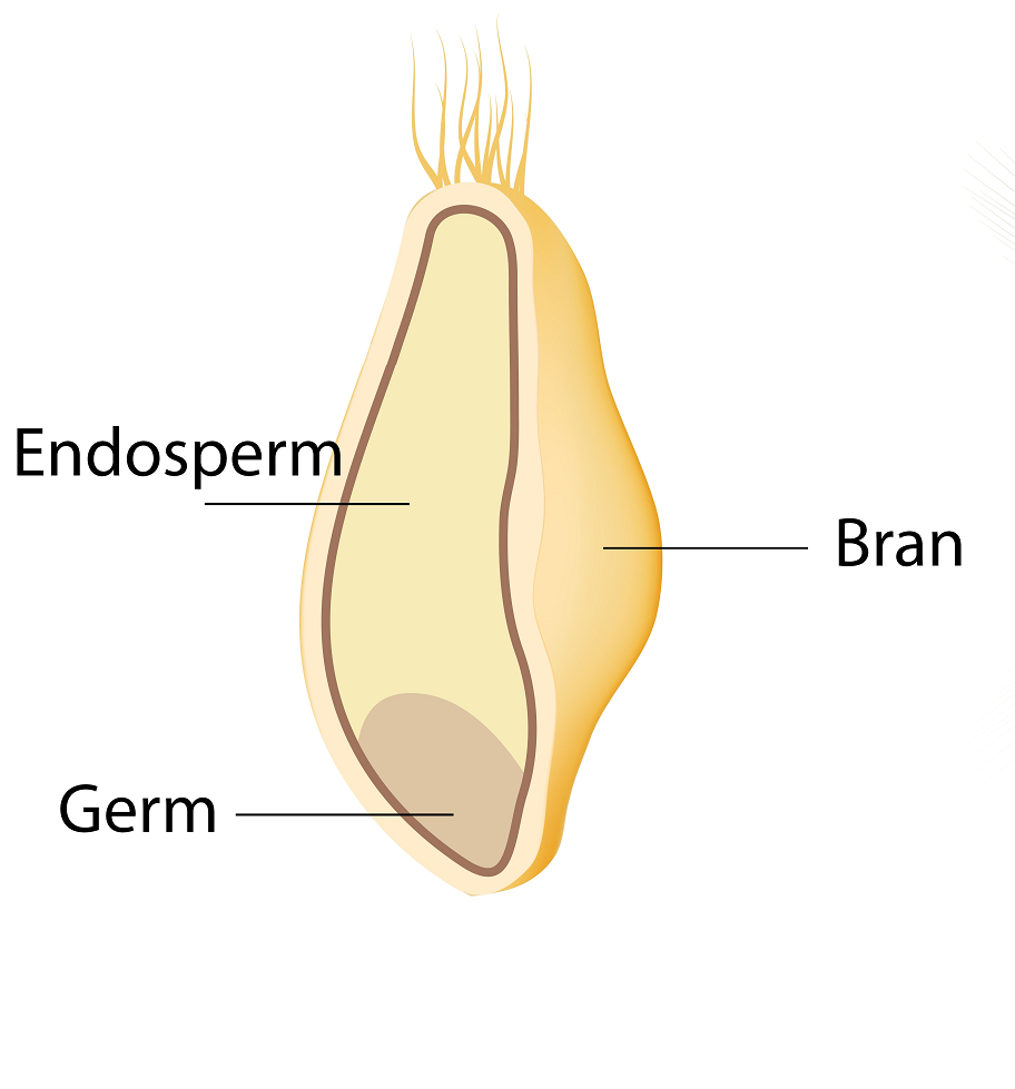 An illustrated image of a piece of whole grain with the endosperm, bran, and germ labelled.