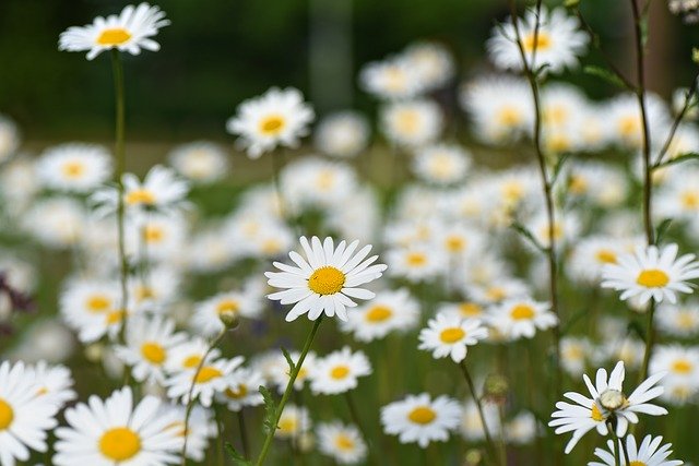 Image of ox eye daisy weeds