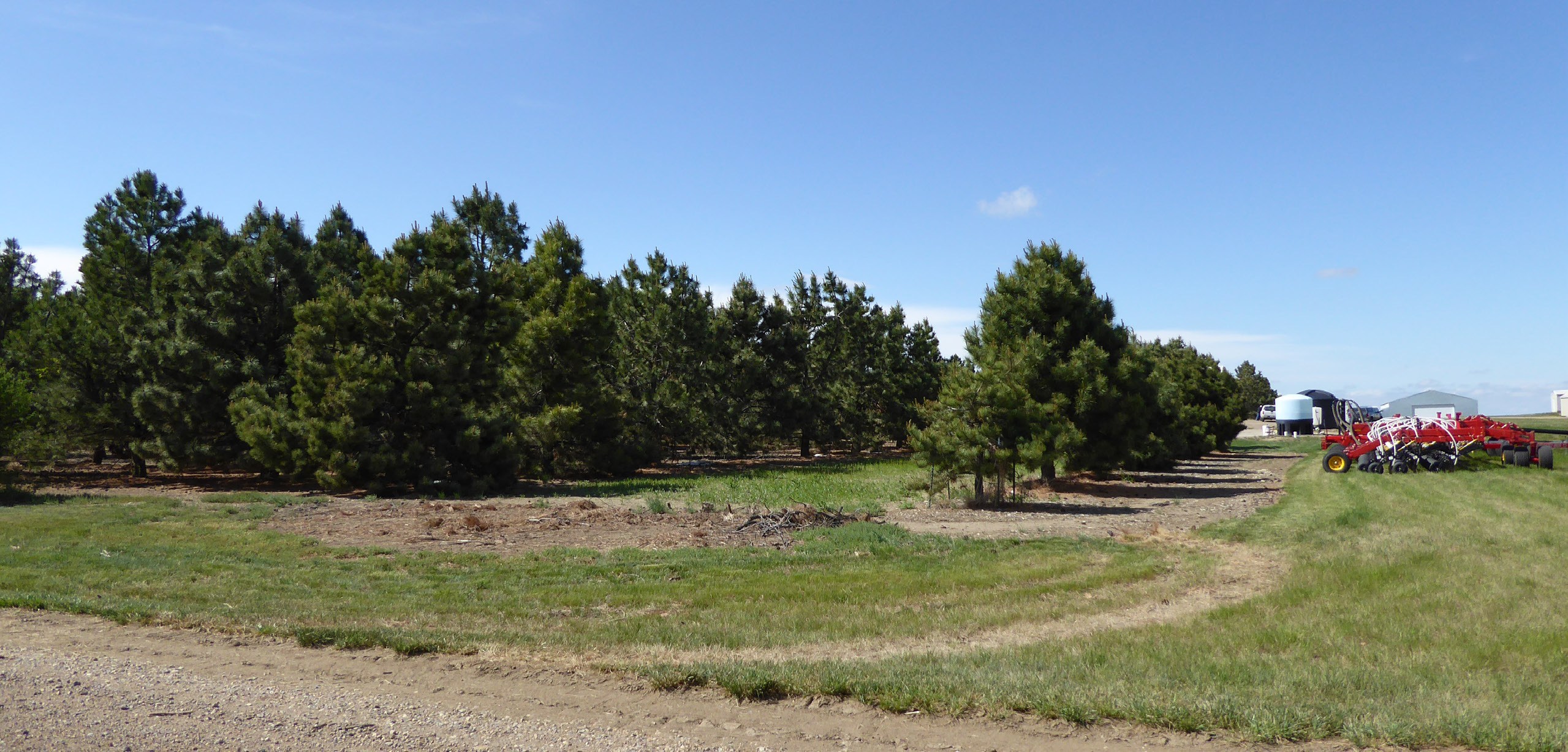 An example of a windbreak.