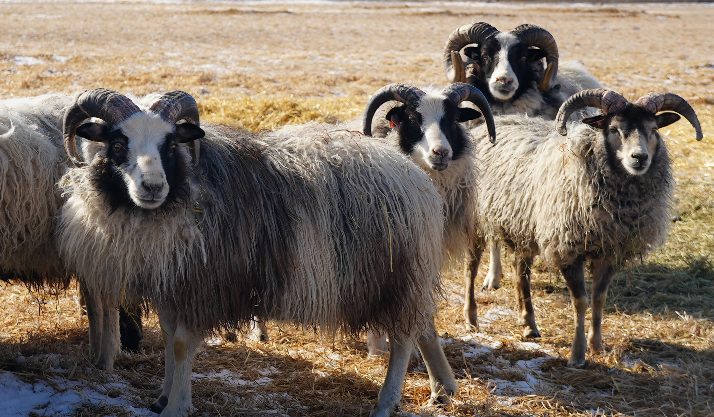 Lams in a field.