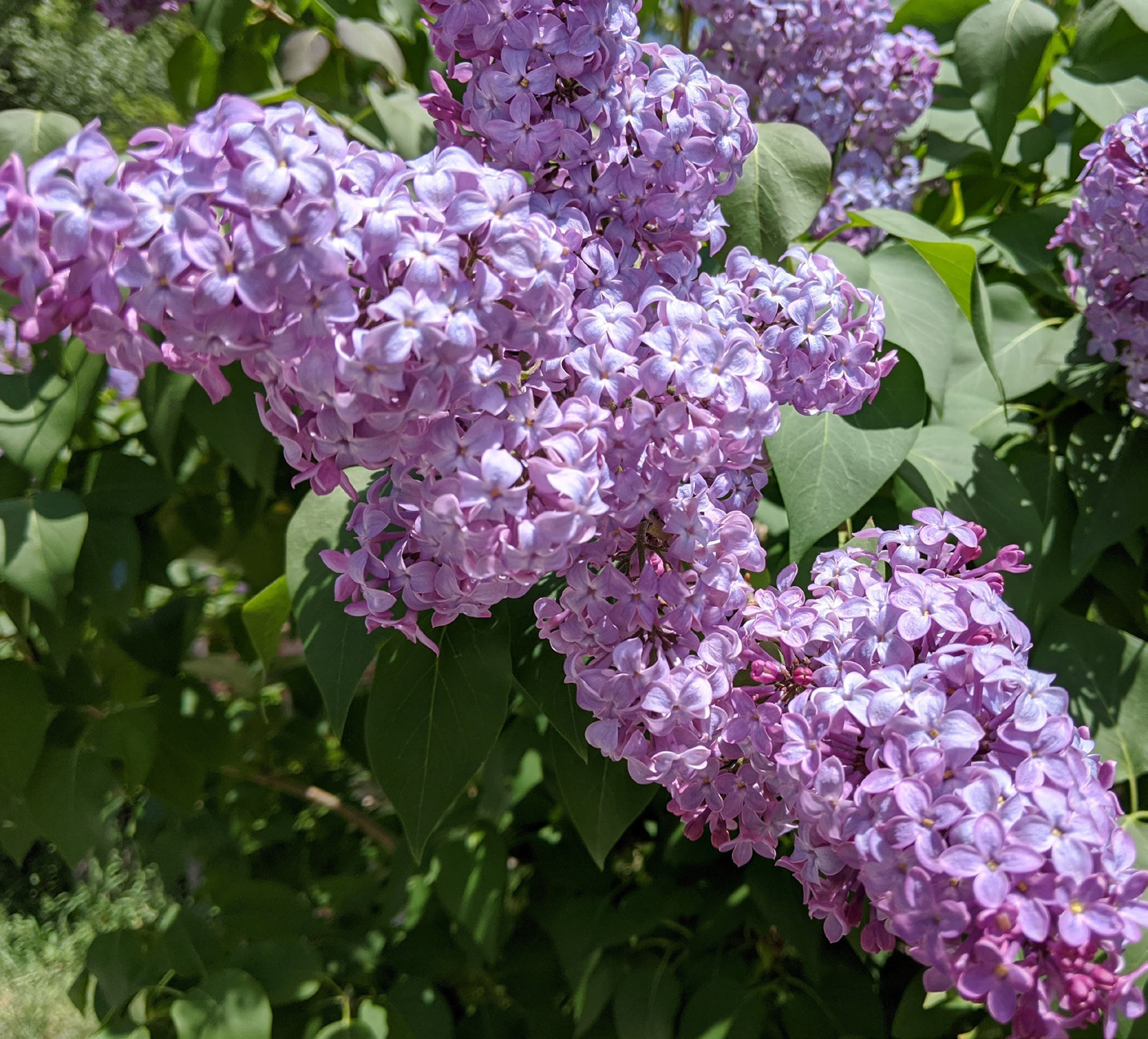 Lilacs in full bloom.