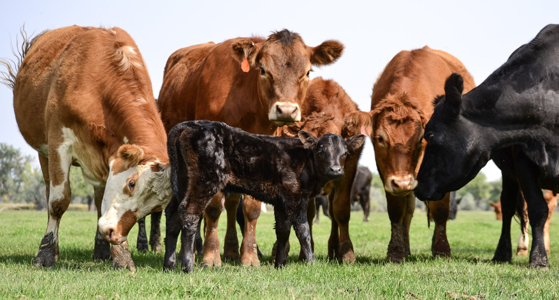 Red and black cattle stand together around a small black calf.