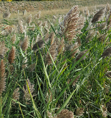 A collection of reeds, they have a green stem and a light brown fluffy top, flowing in the wind.