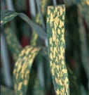 A green skinny leaf with a bunch of large yellow spots.