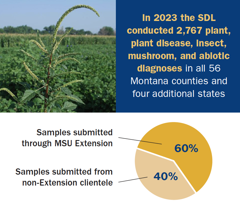 The top half of the figure is split in half with the left half being an image of a tall, skinny green plant in a field and the right half being a statement reading: In 2023 the SDL conducted 2,767 plant, plant disease, insect, mushroom, and abiotic diagnoses in all 56 Montana counties and four additional states. The bottom half of the figure is a pie chart; 60% of the chart represents "Samples submitted through MSU Extension", and 40% of the chart represents "Samples submitted from non-Extension clientele.