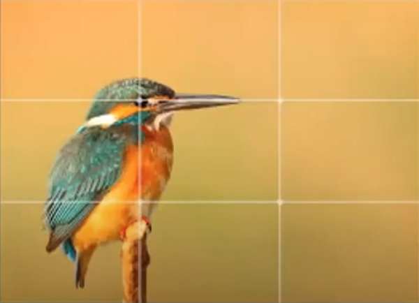 Photo of a bird with a 3x3 grid placed over it