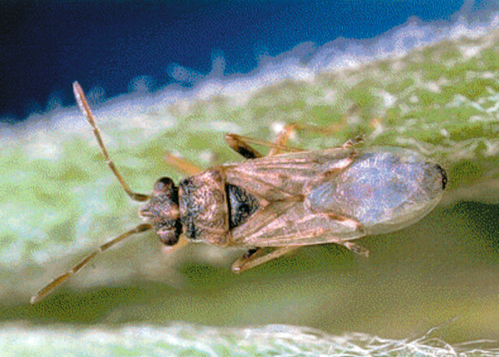 Image of Chinch Bug on a green sem.