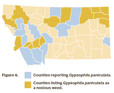 A simple map of Montana organized by color into counties reporting babys breath (blue on map) and counties listing it as a noxious weed (yellow on map). 