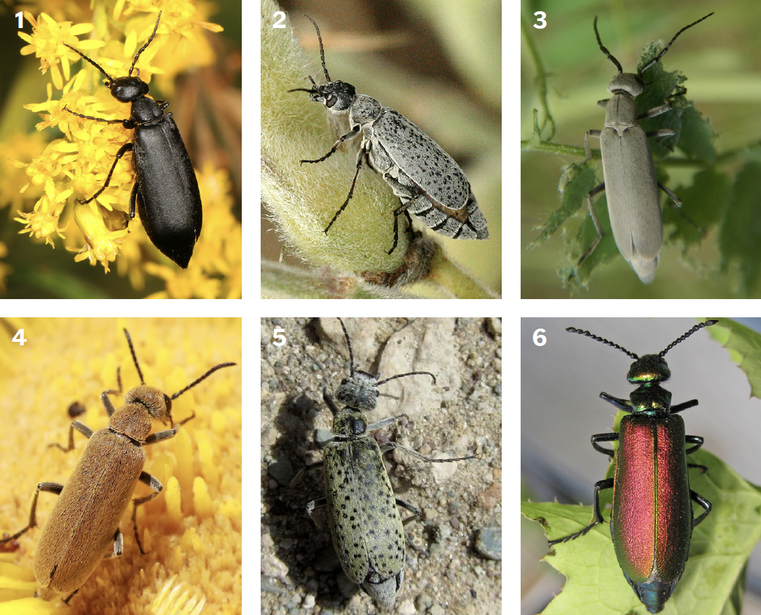 A collage of six major blister beetle species that occur in Montana.