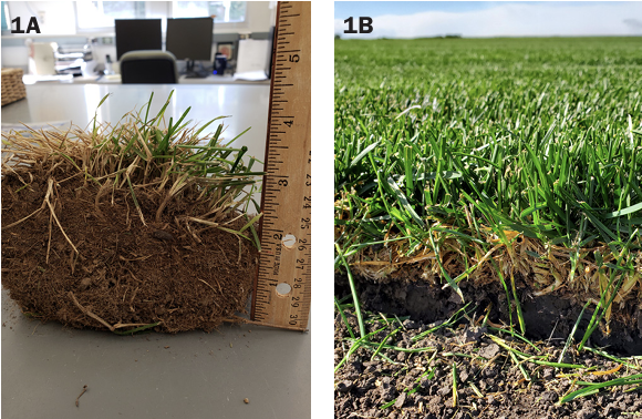 Figure 1A shows a clump of soil with sparse grass growing out of it, and a ruler indicating 3 inches of thatch. Figure 1B shows a healthy green stretch of grass with 1/2-inch of thatch where it was dug to show the cross section. 