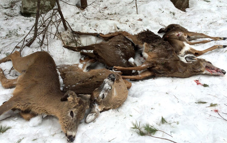 Five deer carcasses lay side-by-side that were suspected to have died from enterotoxemia.