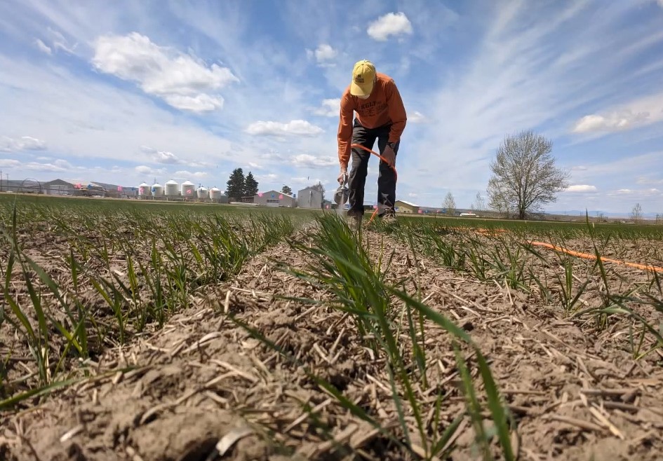 A close up from the ground of someone crouching in a wheat field