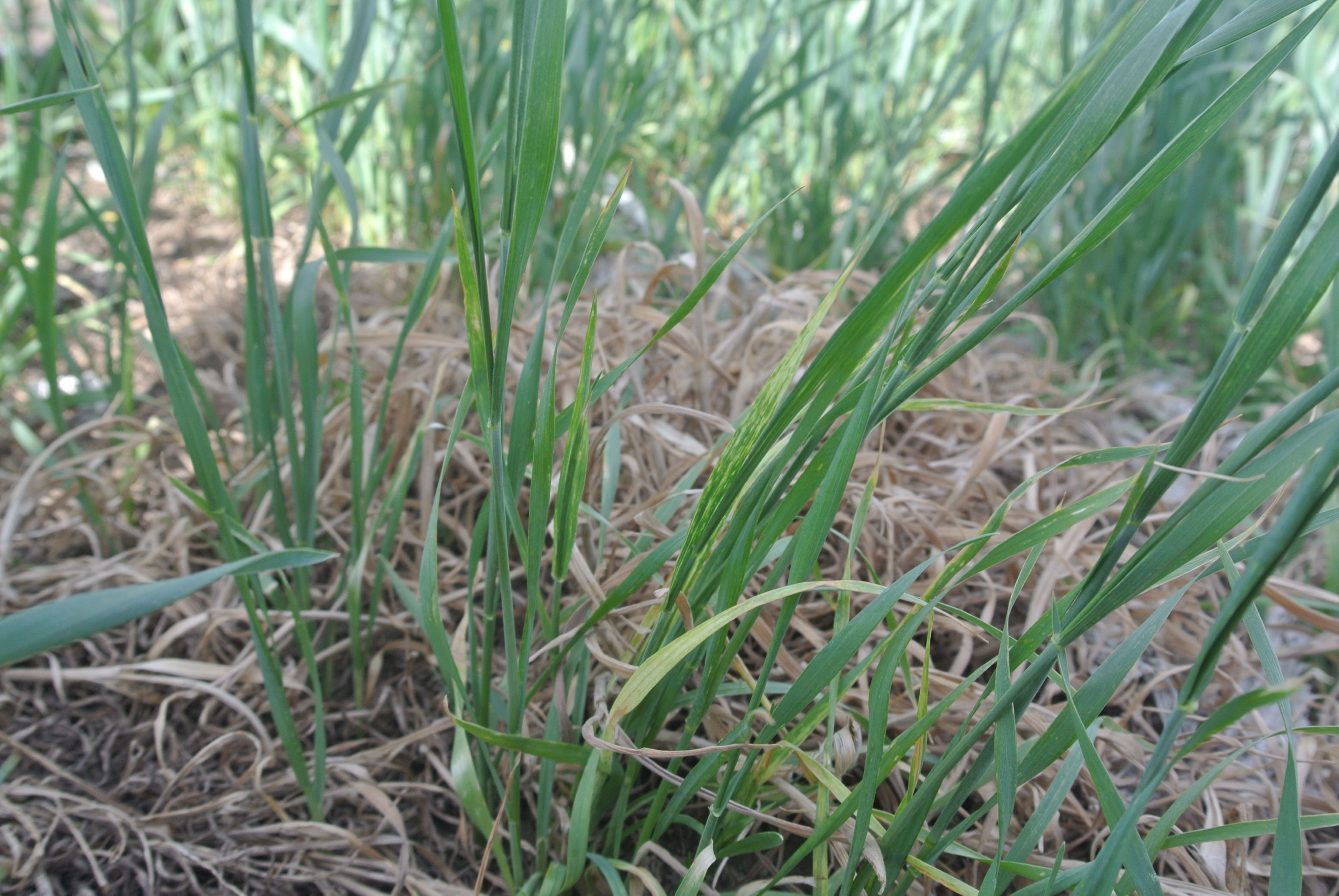 A close up of infected wheat.