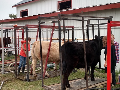 4-H Livestock