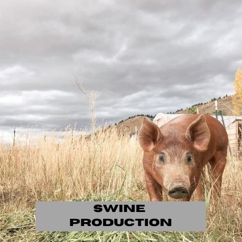 SWINE PRODUCATION ICON