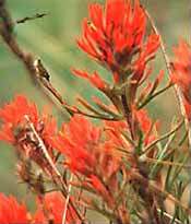 Indian paintbrush