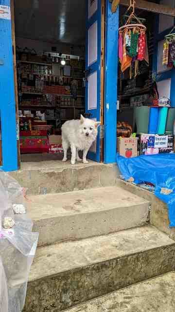 A local dog on the steps of a Namche Bazaar business.