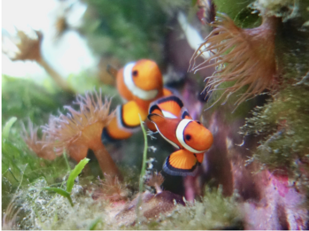 Clownfish