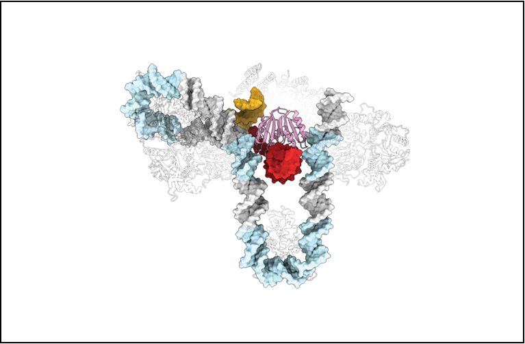 DNA image