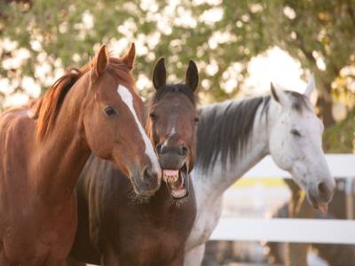 horses 